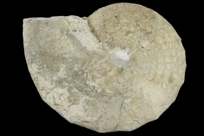 Fossil Ammonite (Metengonoceras) - Texas #117210